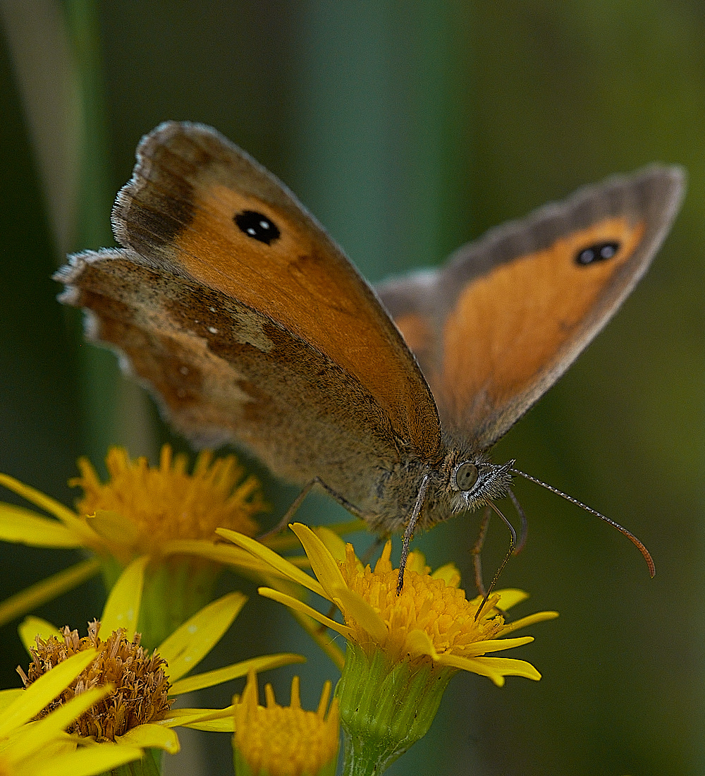 WintertonDunesGatekeeper020816-1